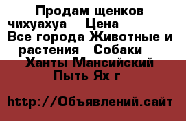 Продам щенков чихуахуа  › Цена ­ 10 000 - Все города Животные и растения » Собаки   . Ханты-Мансийский,Пыть-Ях г.